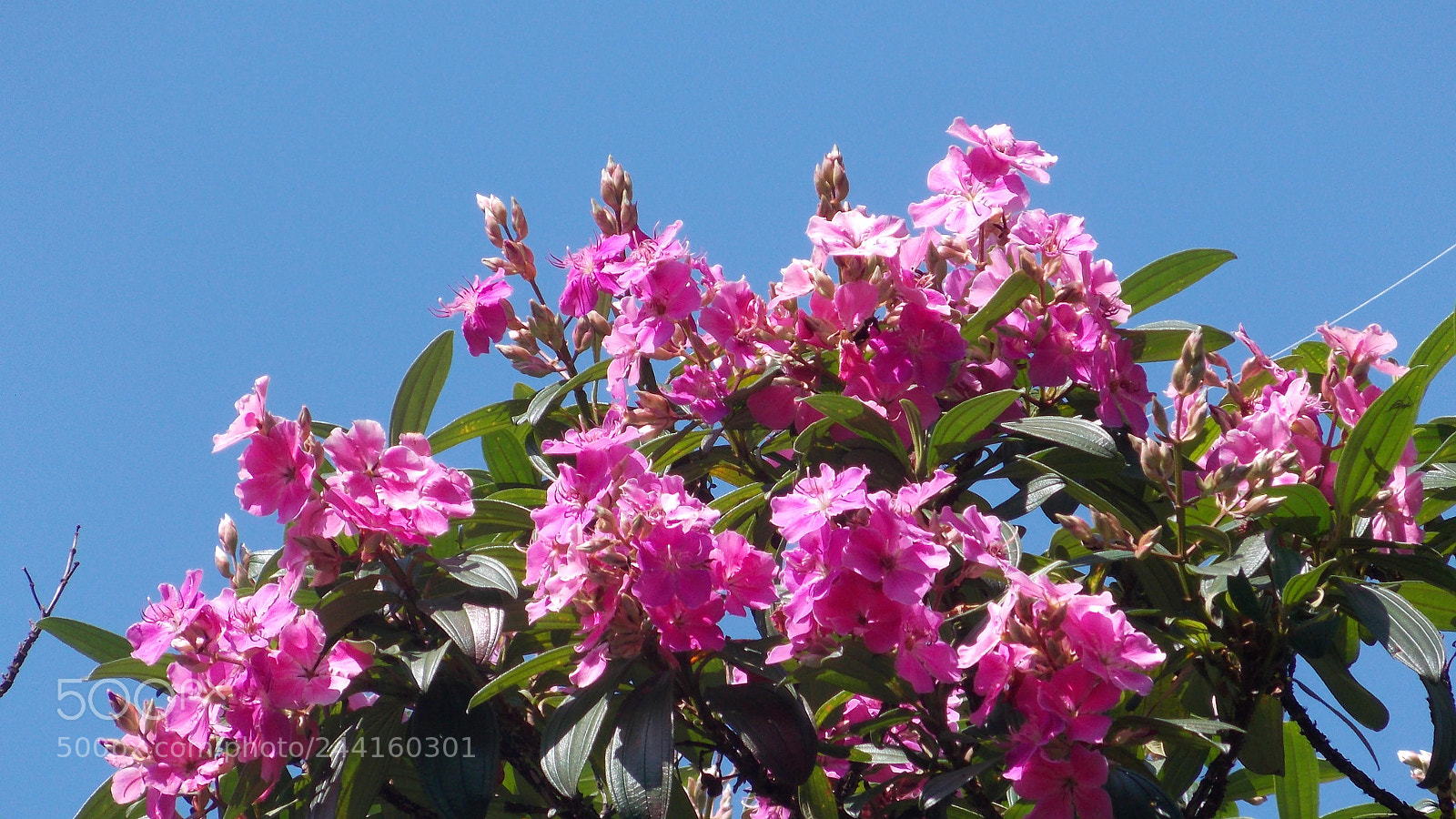 Nikon Coolpix L810 sample photo. Dscn photography