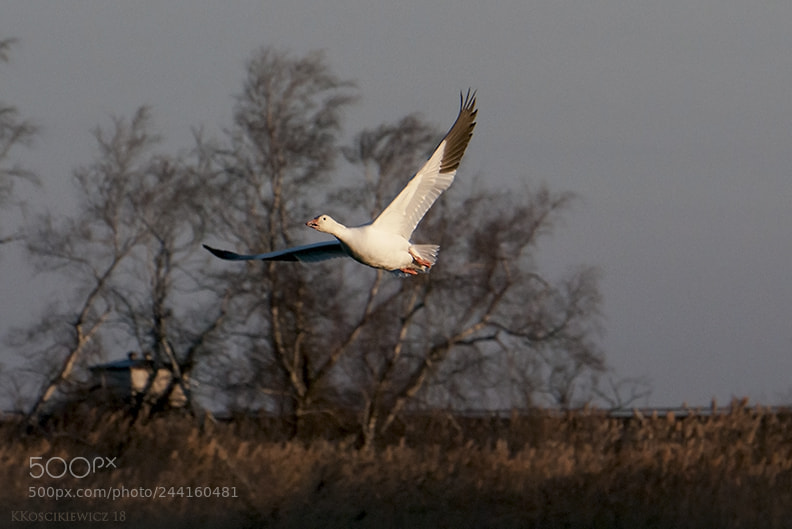 Nikon D300S sample photo. Snow goose photography