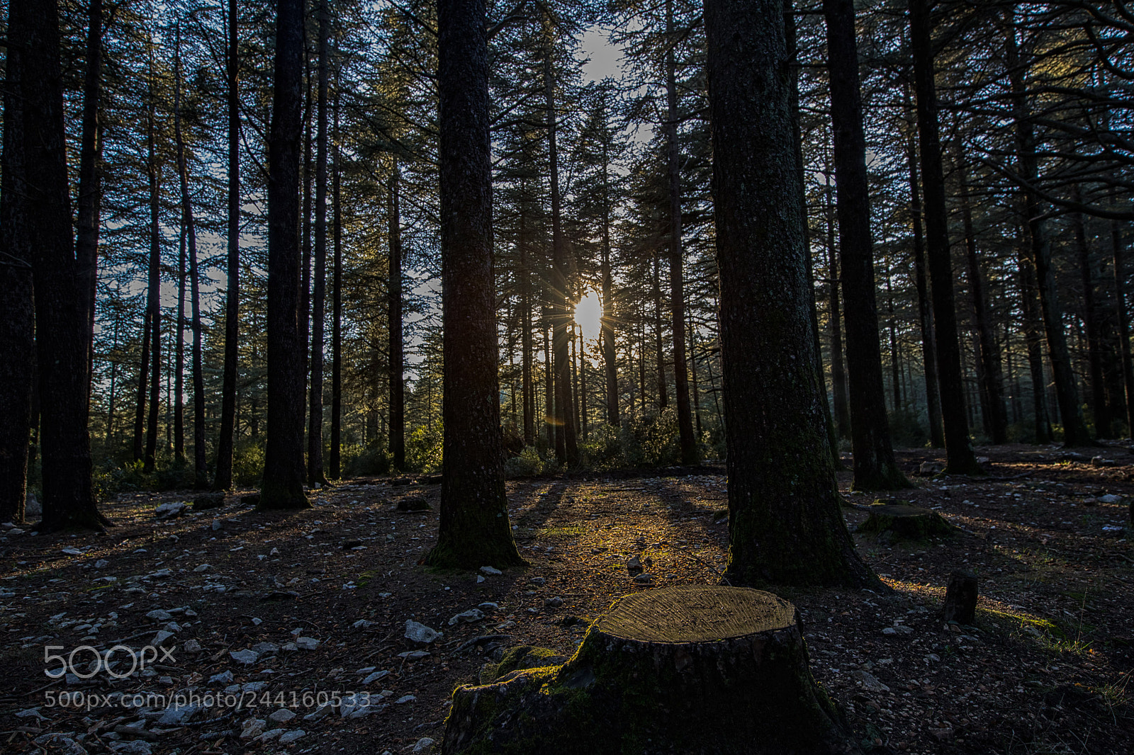 Canon EOS-1D X Mark II sample photo. Tant que le loup photography