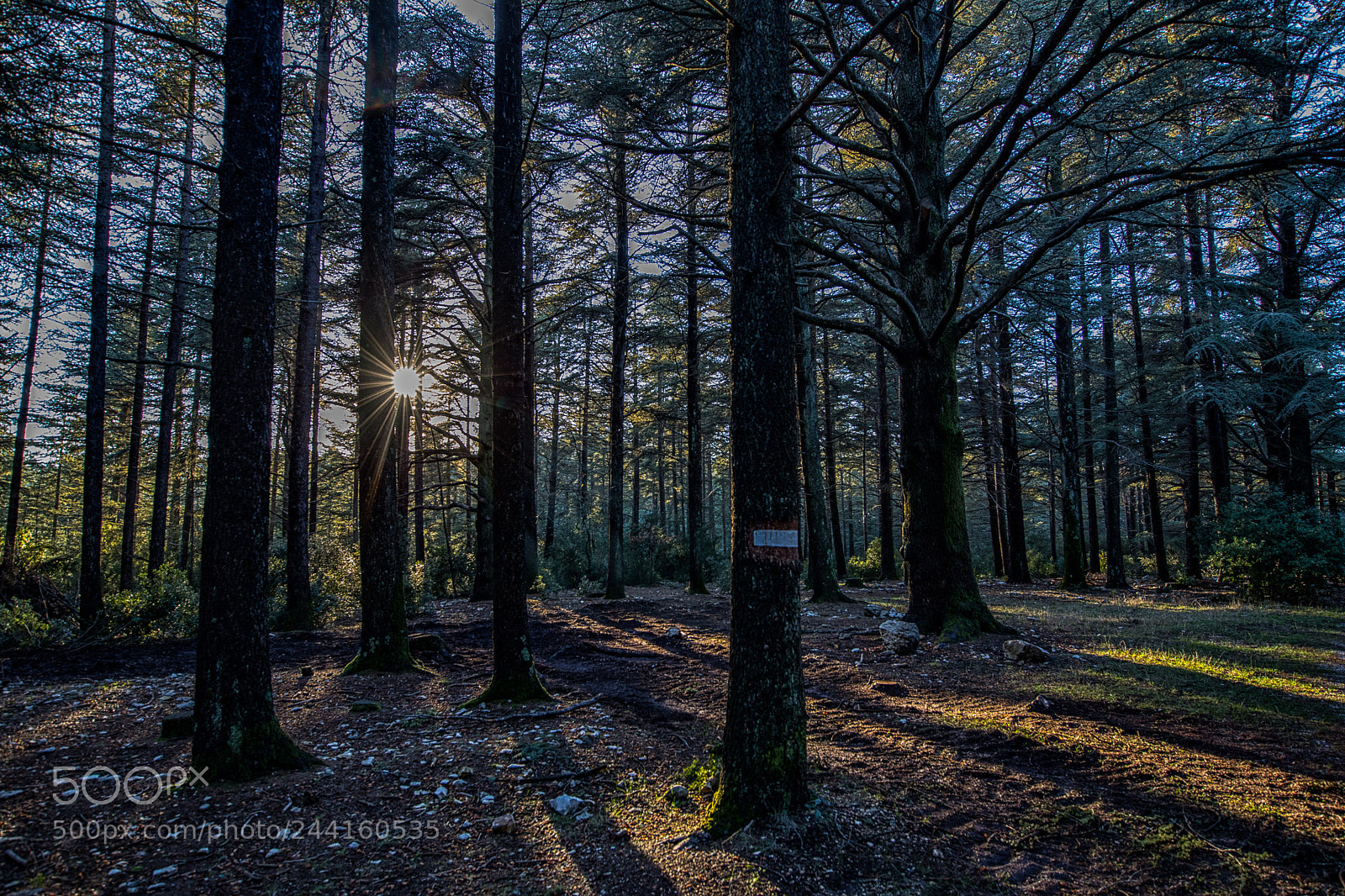 Canon EOS-1D X Mark II sample photo. Promenons nous dans les photography