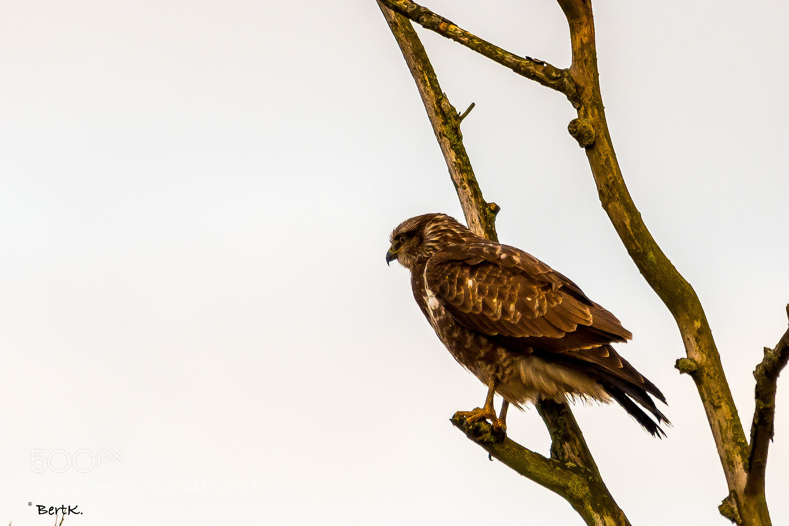 Nikon D500 sample photo. On the watch. photography