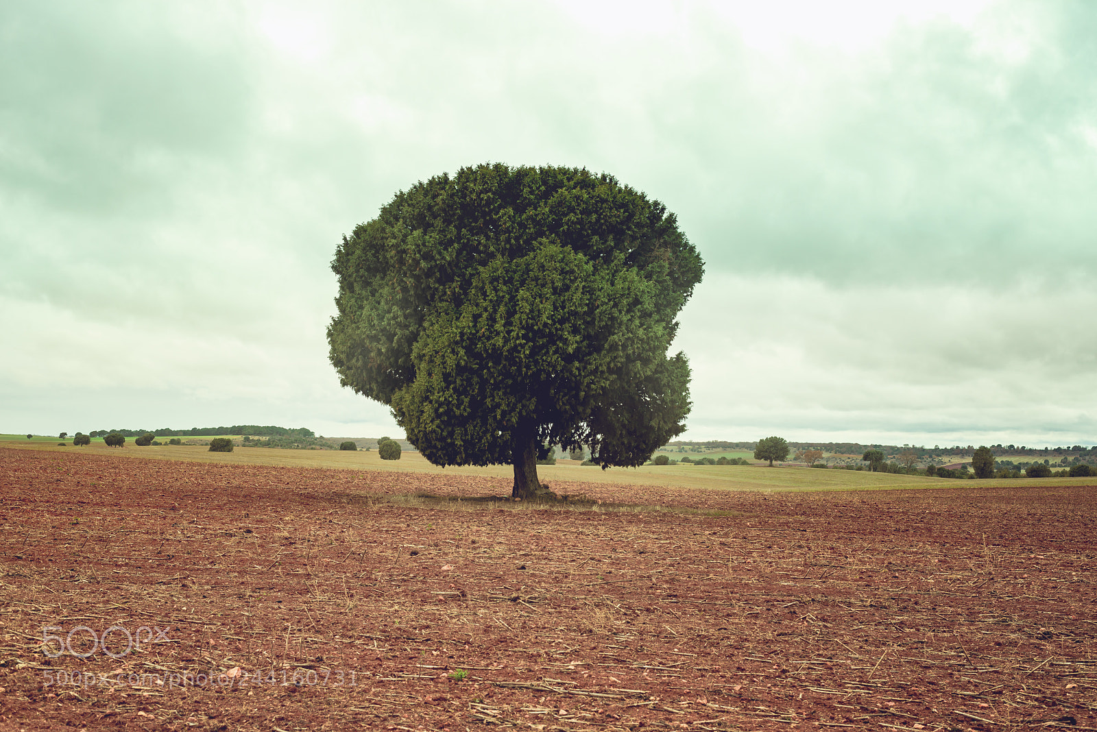Nikon D610 sample photo. A tree on the photography