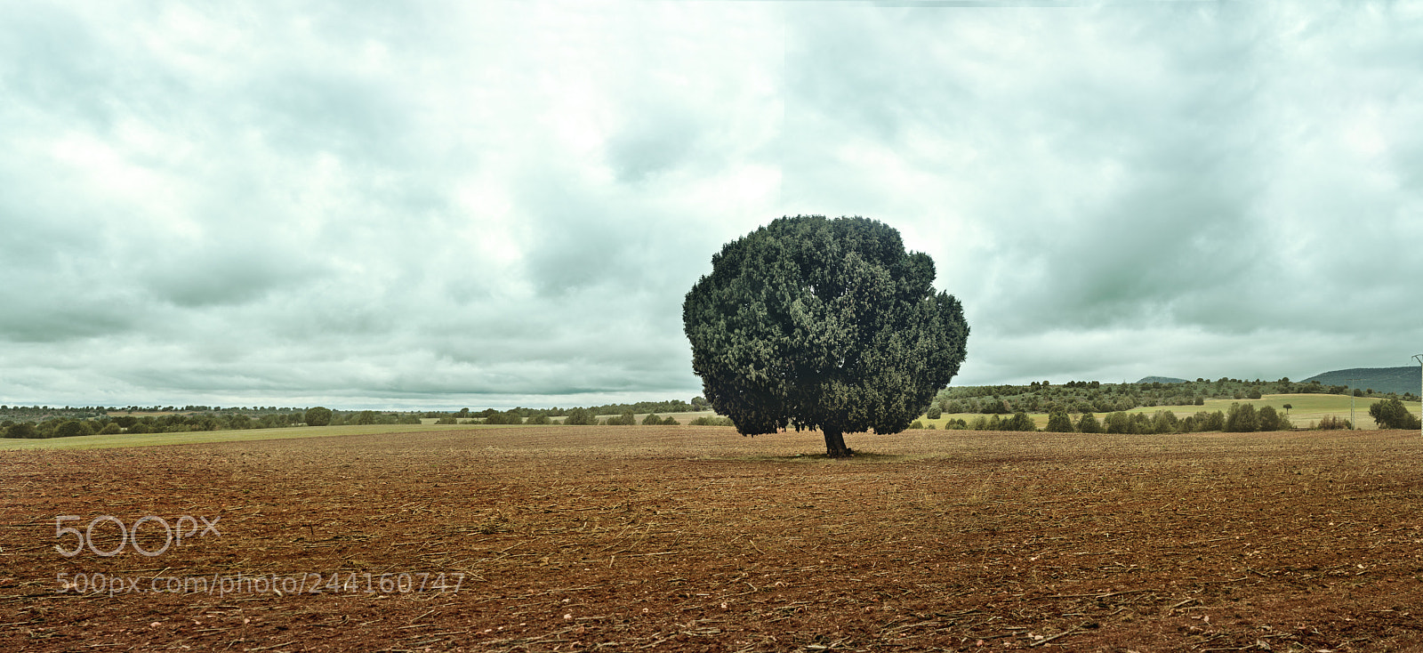 Nikon D610 sample photo. A tree on the photography