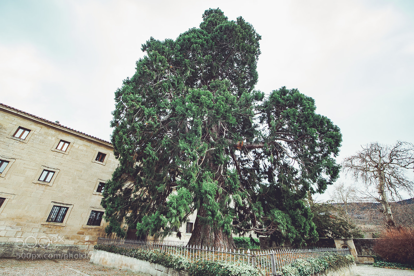 Nikon D610 sample photo. Tree perspective photography