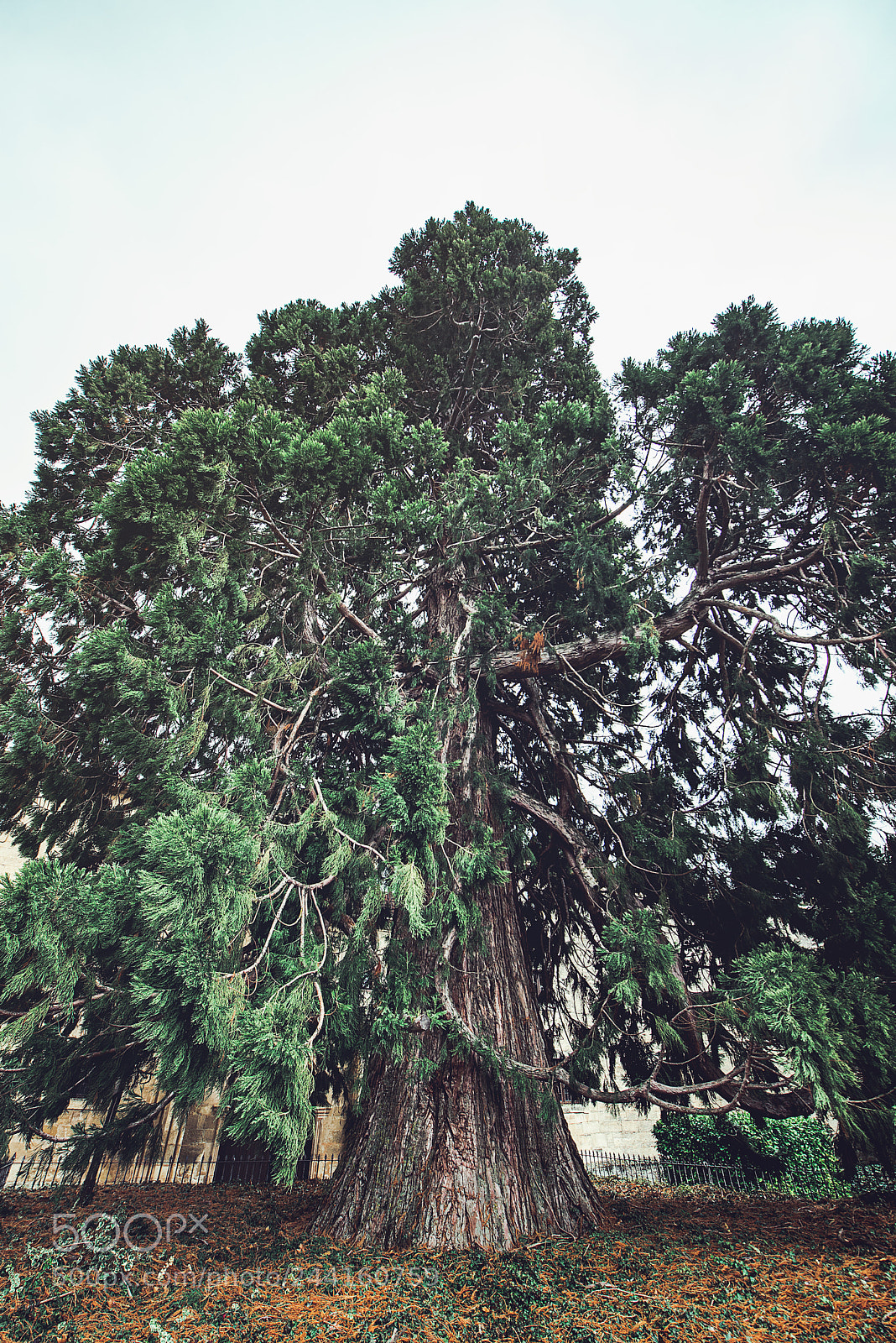 Nikon D610 sample photo. Tree perspective photography