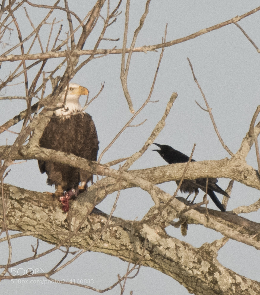 Nikon D500 sample photo. Annoying neighbor photography