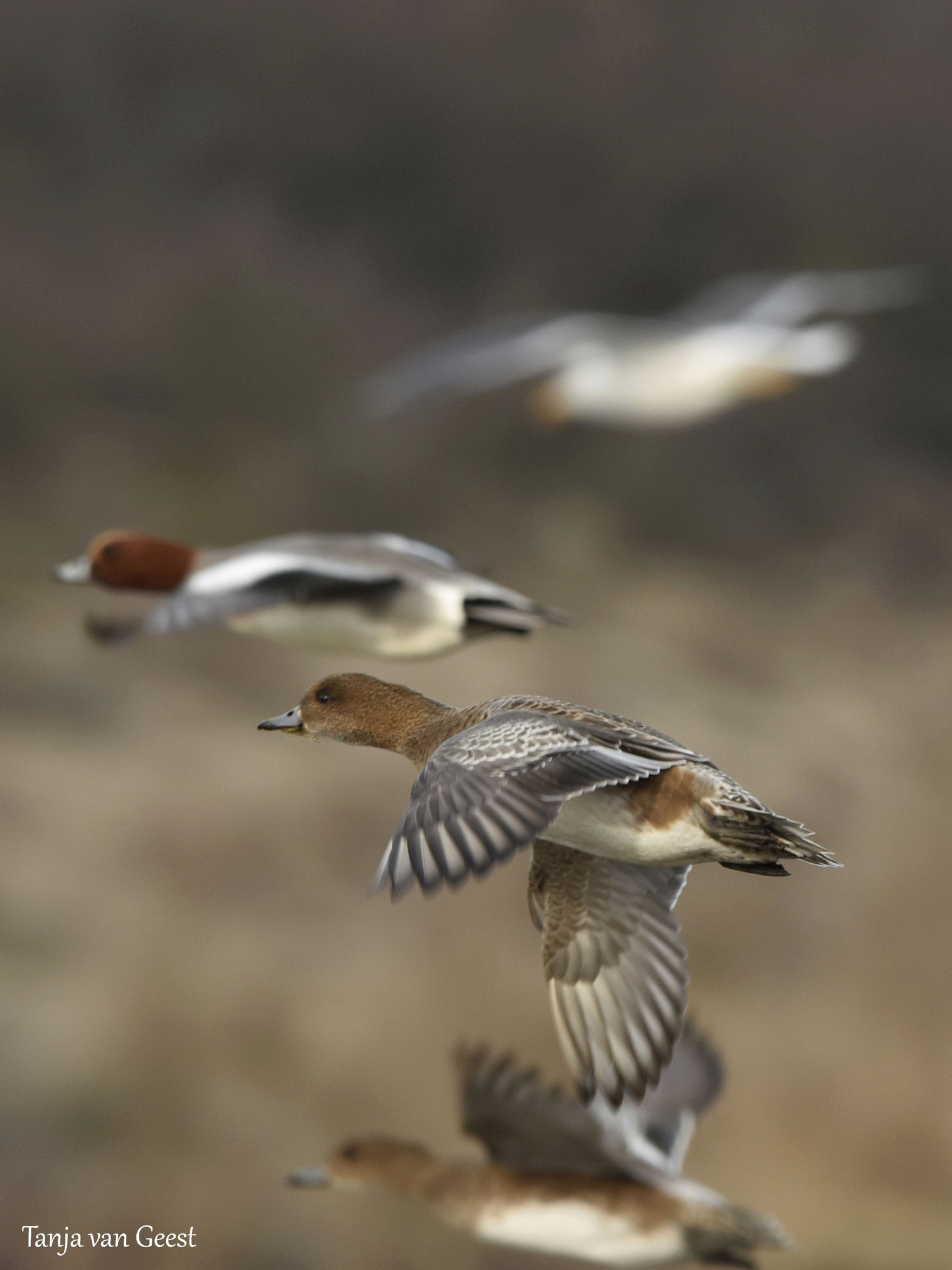 Sigma 150-600mm F5-6.3 DG OS HSM | C sample photo. Eurasian wigeon photography
