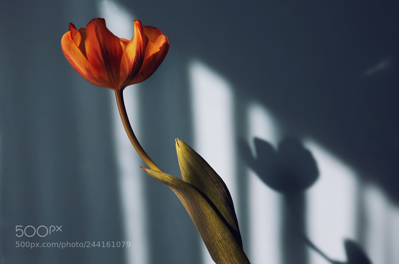 Canon EOS 5D sample photo. The flower and shadow photography