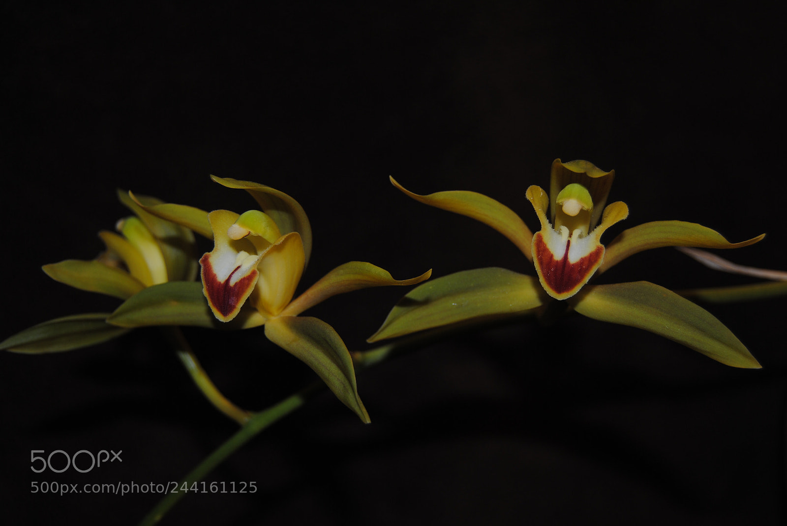 Nikon D3000 sample photo. Orquidea . cymbidium photography