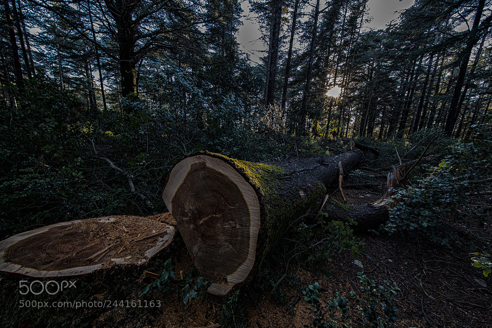 Canon EOS-1D X Mark II sample photo. Suis abattu photography