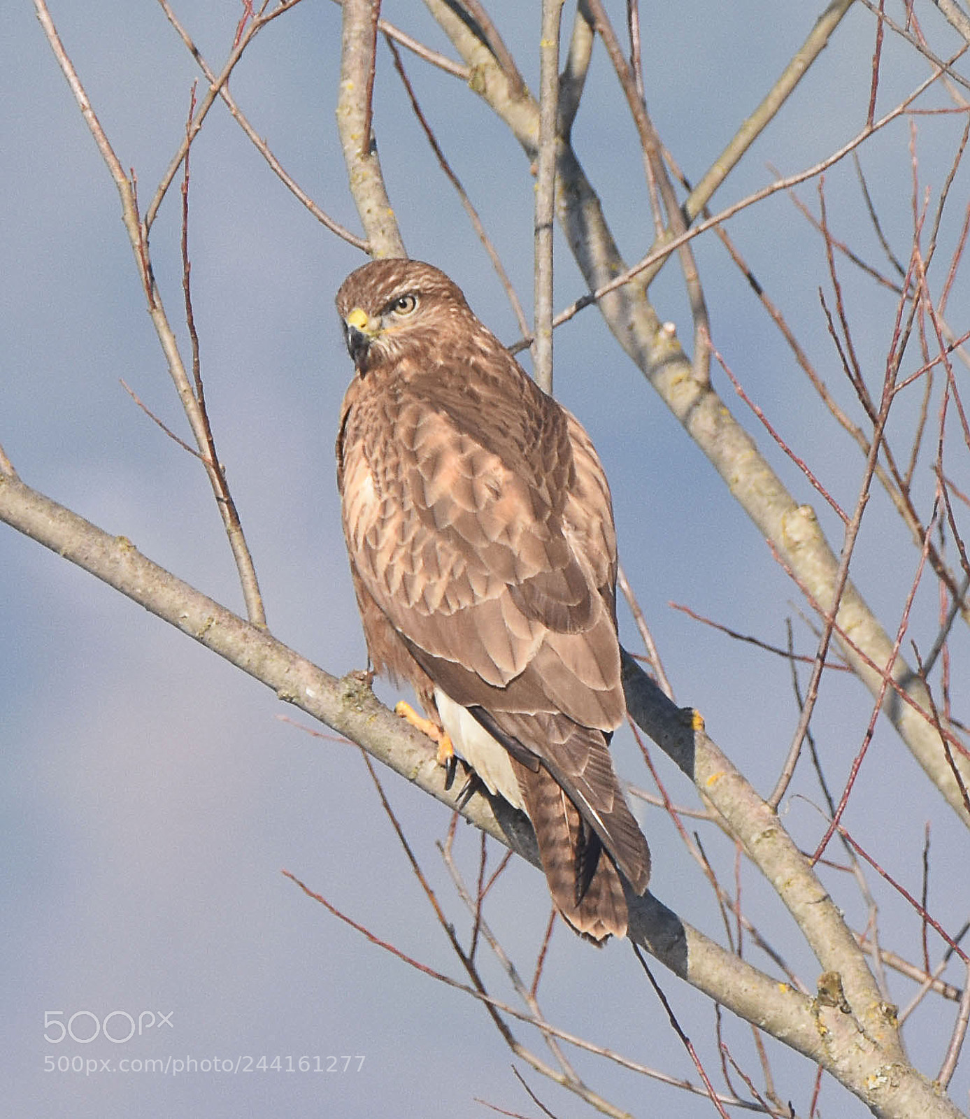 Nikon D7200 sample photo. Common buzzard (buteo buteo) photography
