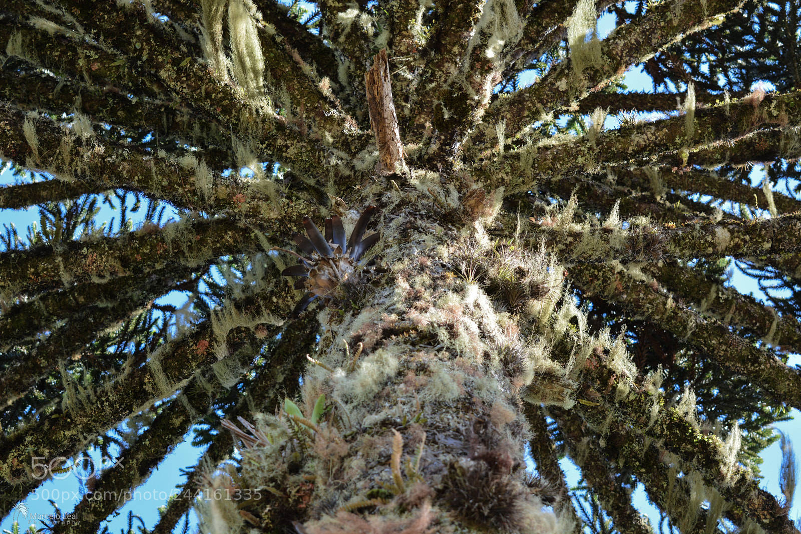 Nikon D7100 sample photo. Fragments of nature - 8 photography