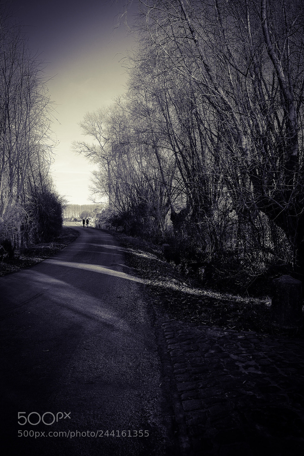 Fujifilm X-T1 sample photo. Trees photography