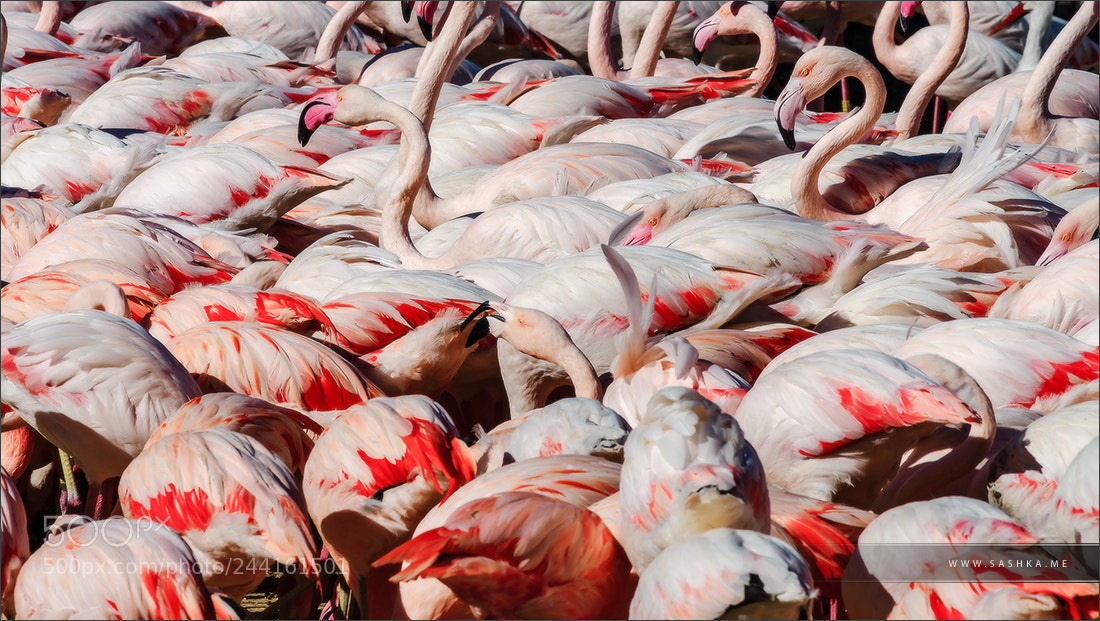 Sony Alpha a99 sample photo. Seashore colony of birds photography