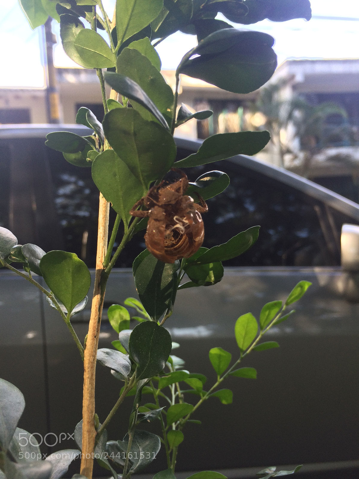 Apple iPhone 5s sample photo. Metamorphosis of beetle photography