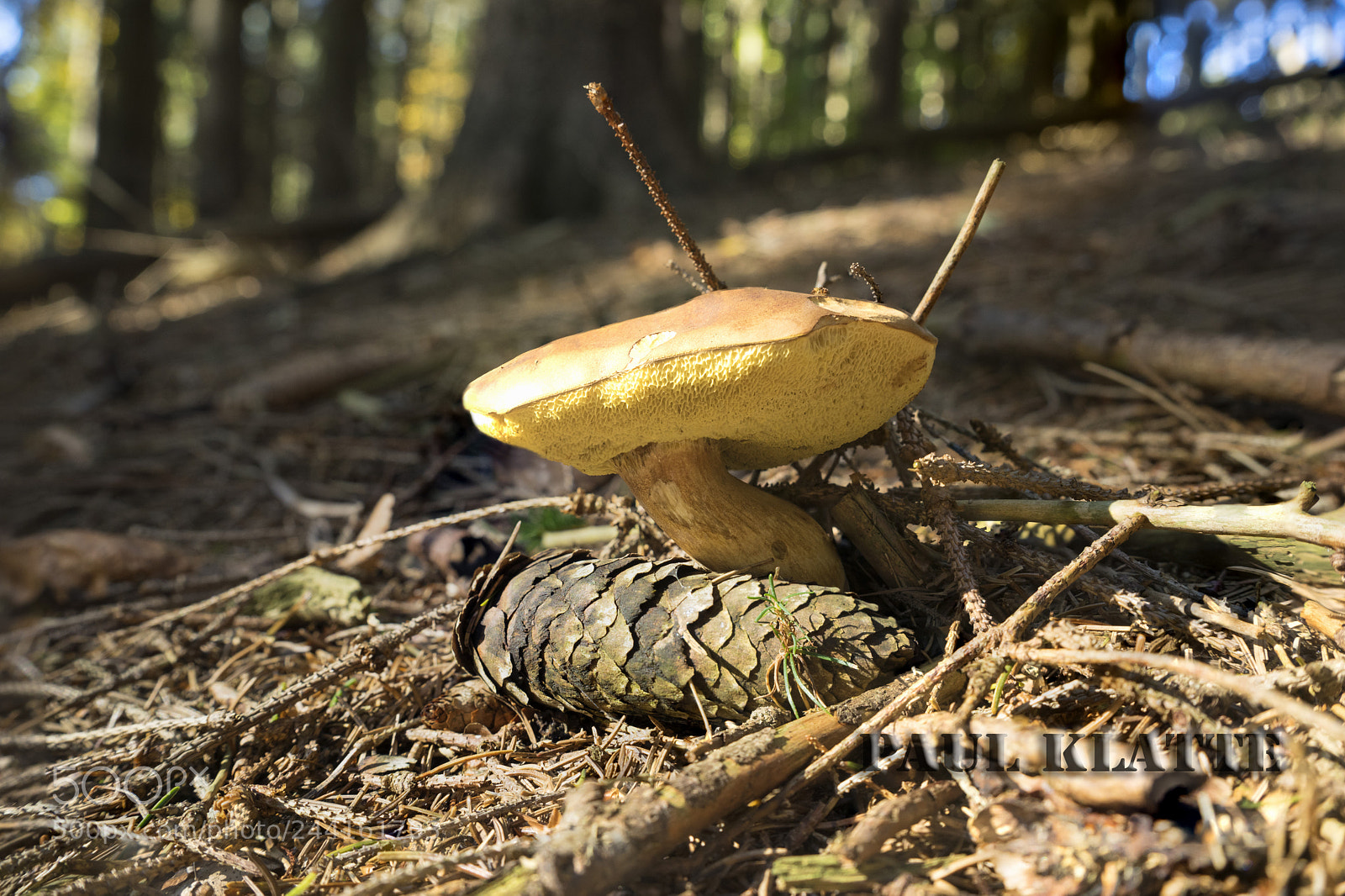 Sony a7R sample photo. Mushroom's arising photography