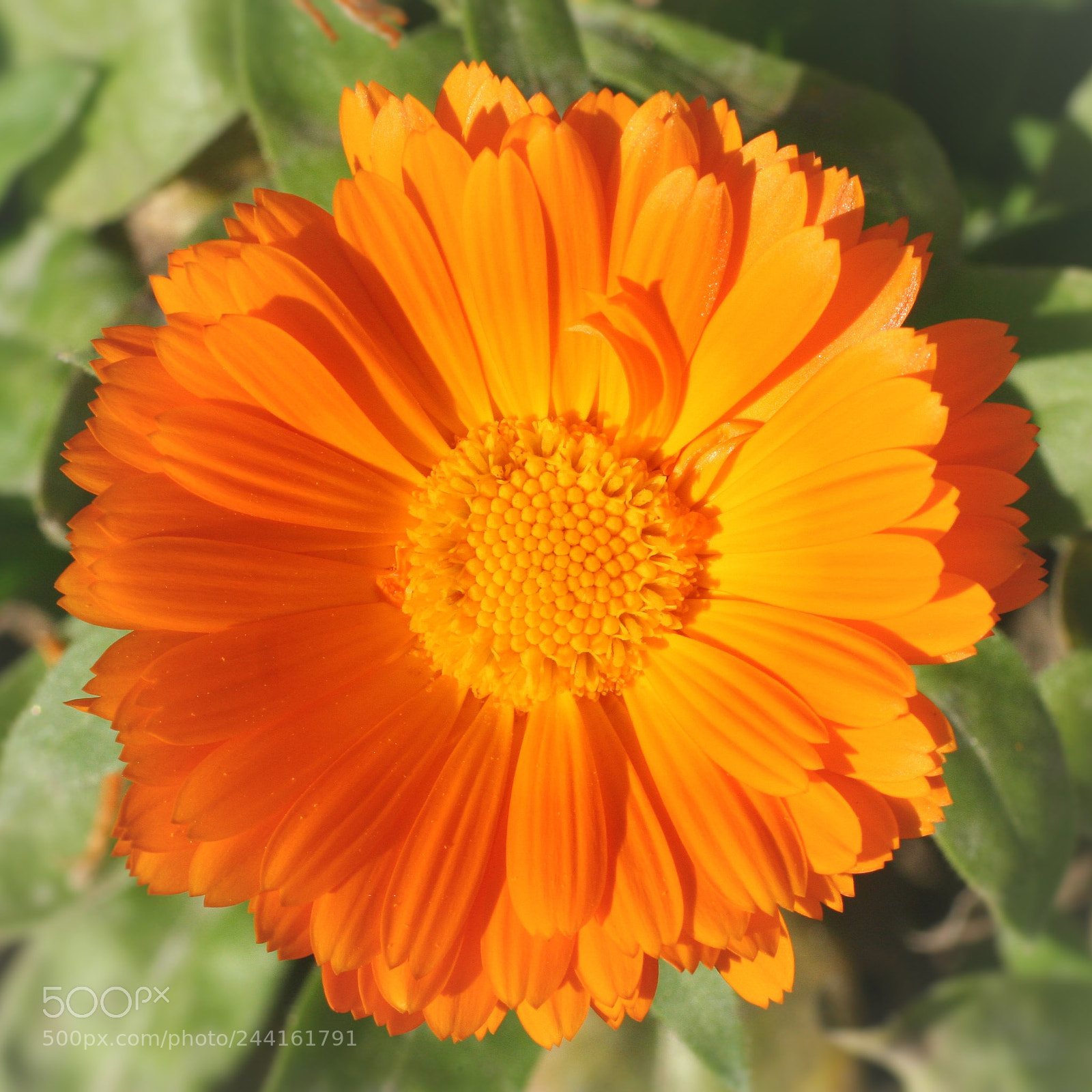 Canon EOS 350D (EOS Digital Rebel XT / EOS Kiss Digital N) sample photo. Orange autumn flower () photography