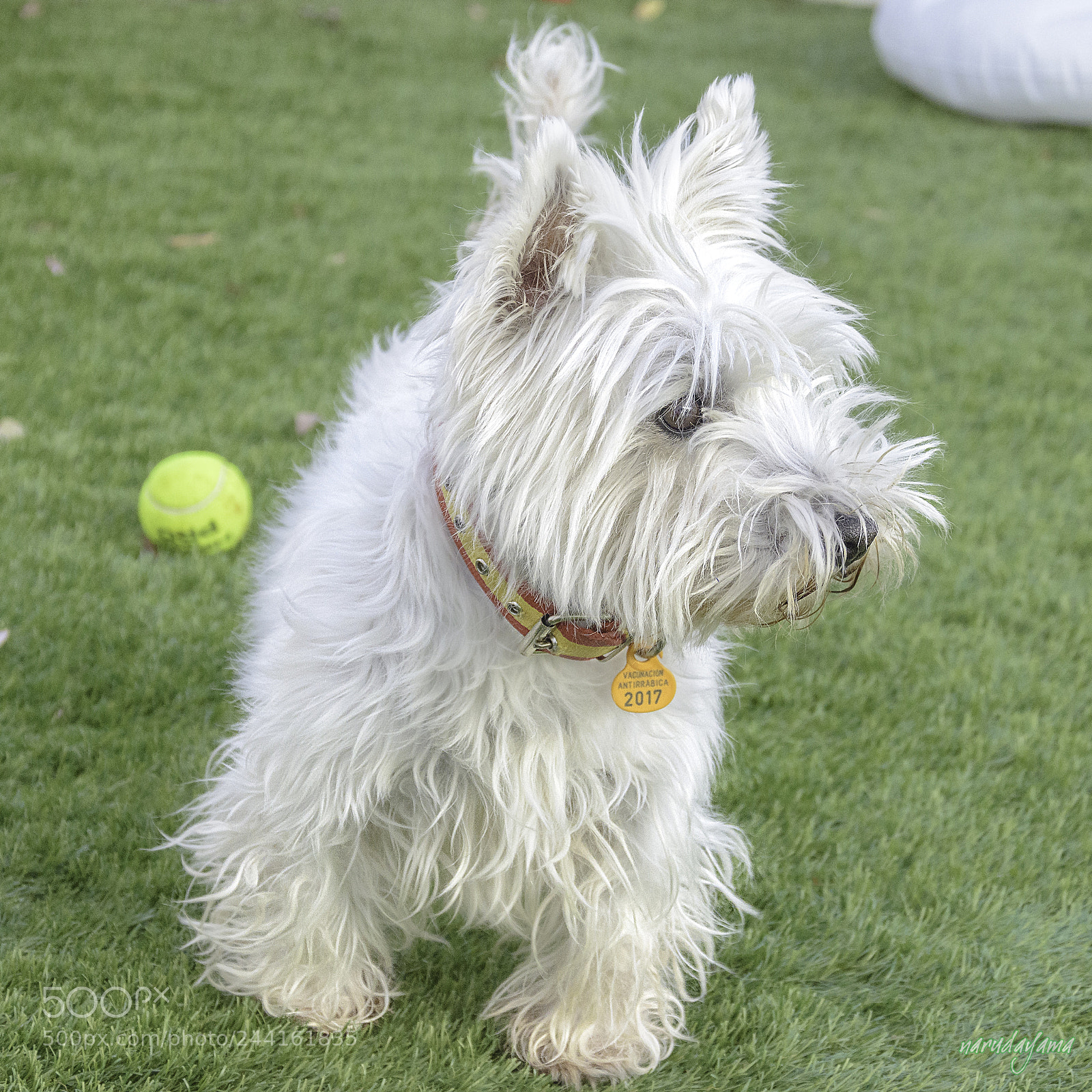 Nikon D7200 sample photo. ¿y mi pelota? photography