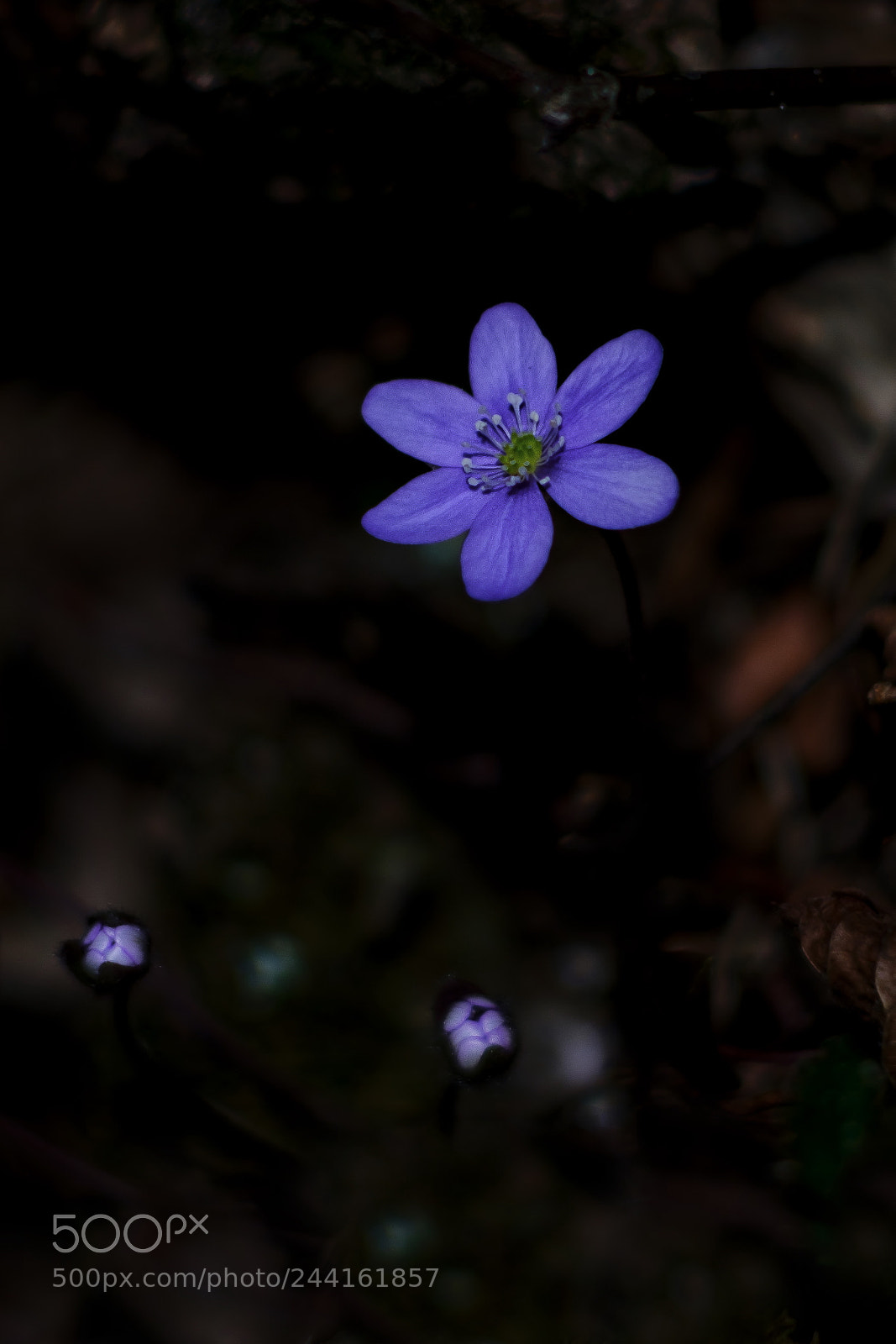 Fujifilm X-T20 sample photo. Flower in the dark photography