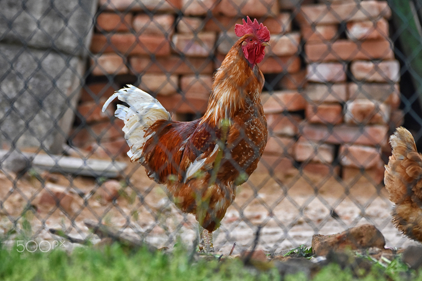 Nikon D7200 + Sigma 150-600mm F5-6.3 DG OS HSM | C sample photo. Behind the fence photography