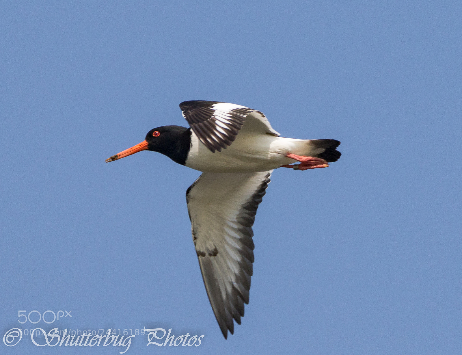 Canon EOS 7D Mark II sample photo. Oyster catcher photography