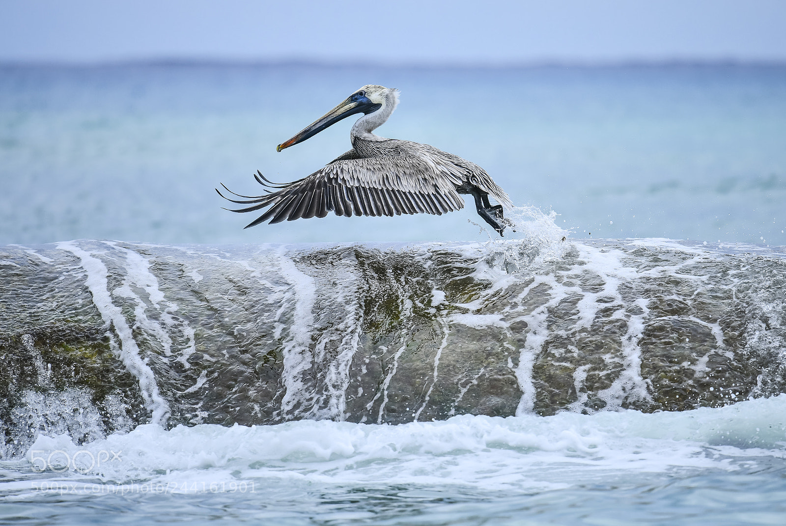 Nikon D850 sample photo. Pelican take off photography