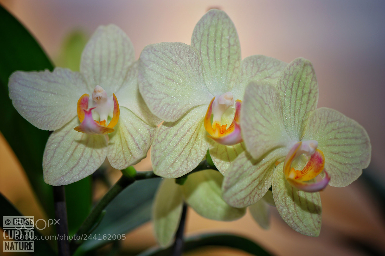 Samsung NX500 sample photo. Phalaenopsis photography