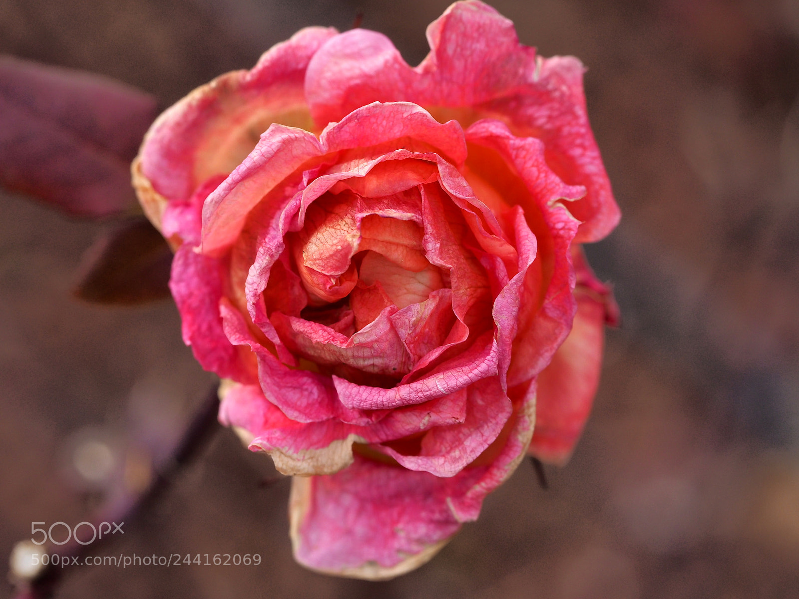 Olympus OM-D E-M1 sample photo. Dry rose photography