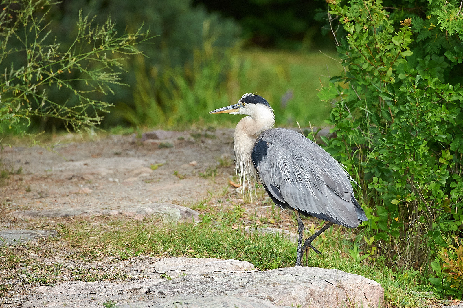 Nikon D700 sample photo. Great blue heron photography