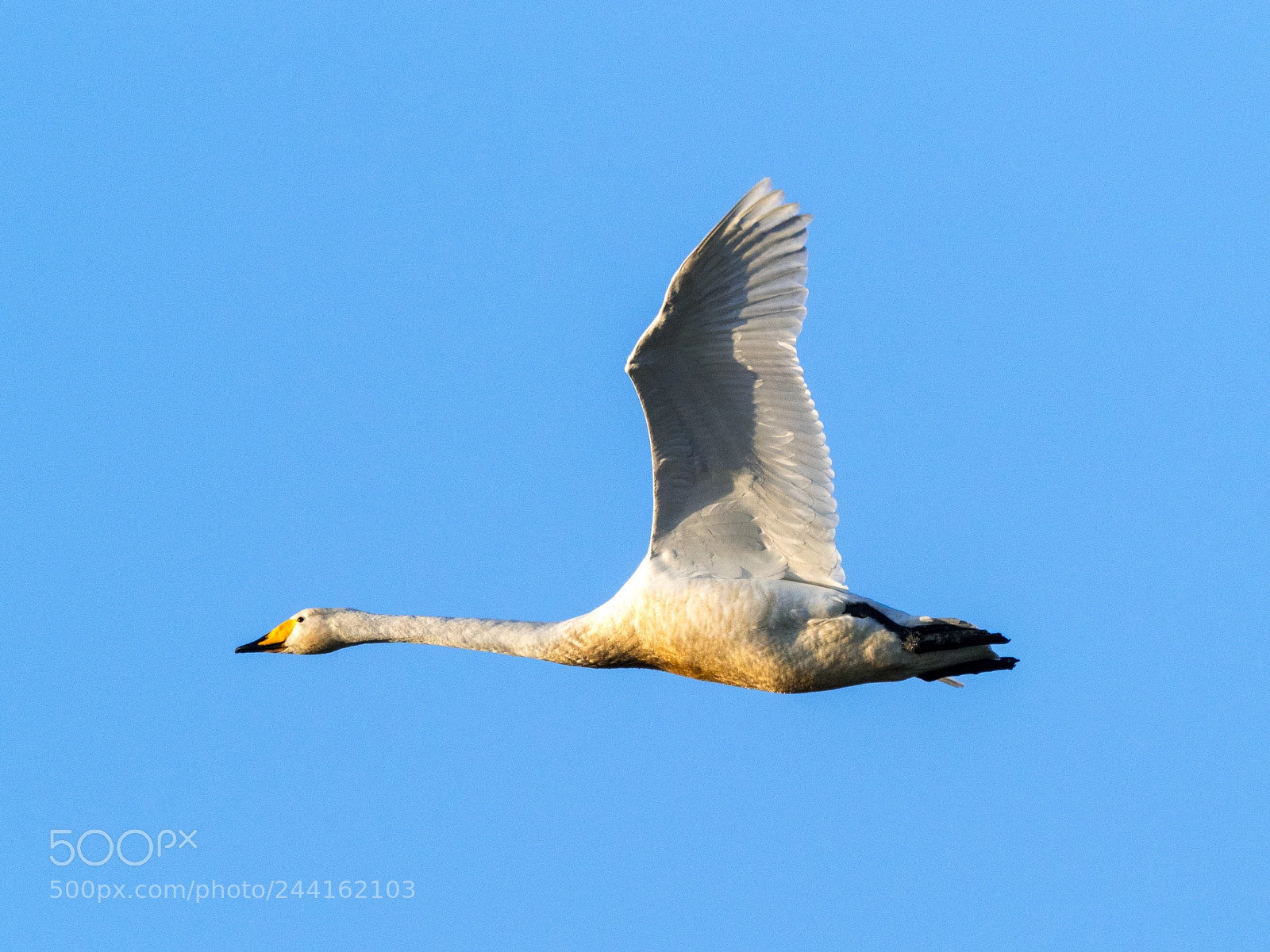 Olympus OM-D E-M1 Mark II sample photo. Whooper swan photography