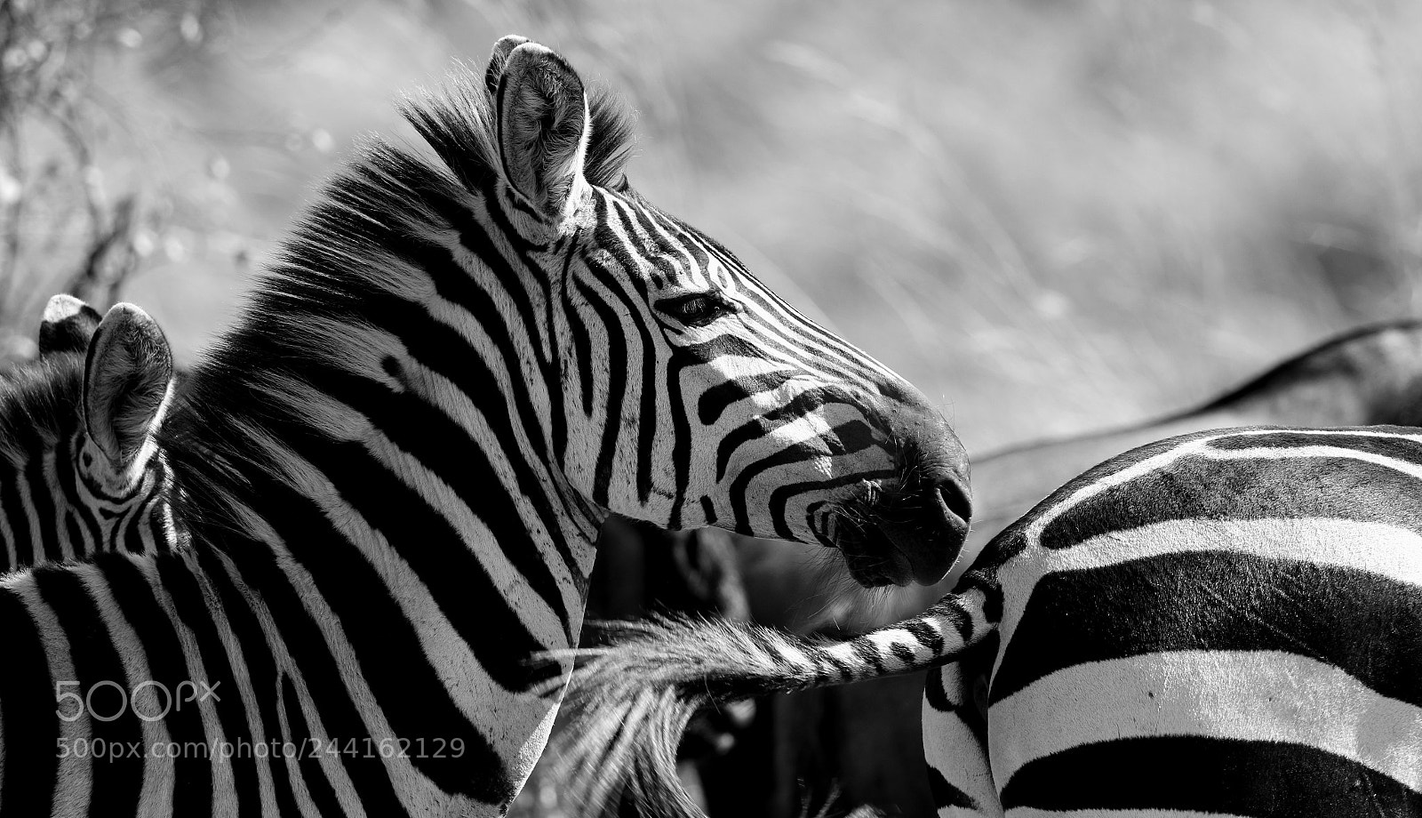Canon EOS 7D Mark II sample photo. Kenya 2015 photography