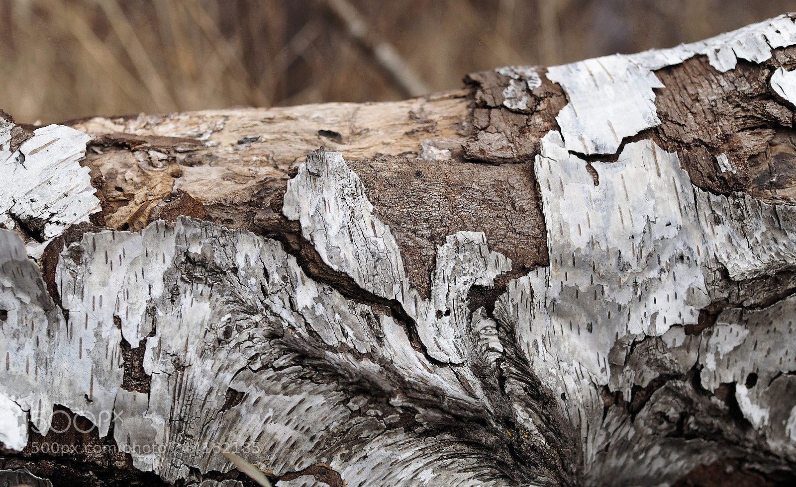 Olympus OM-D E-M1 sample photo. Fallen birch photography