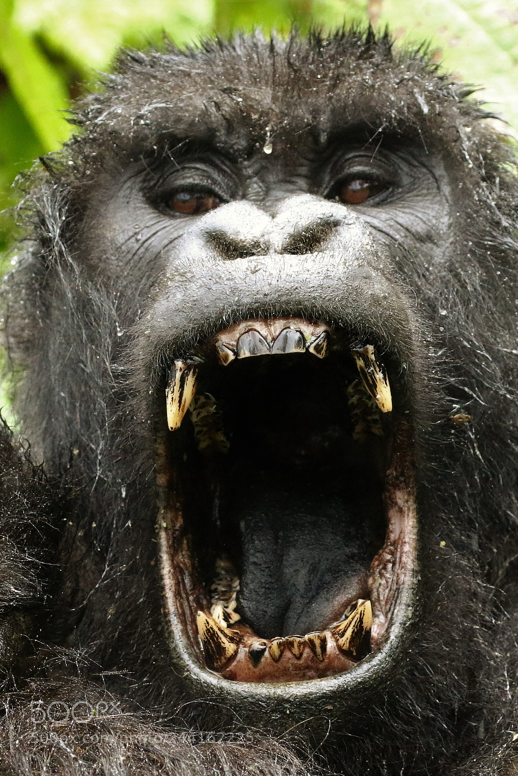 Canon EOS 7D Mark II sample photo. Rwanda 2015 photography
