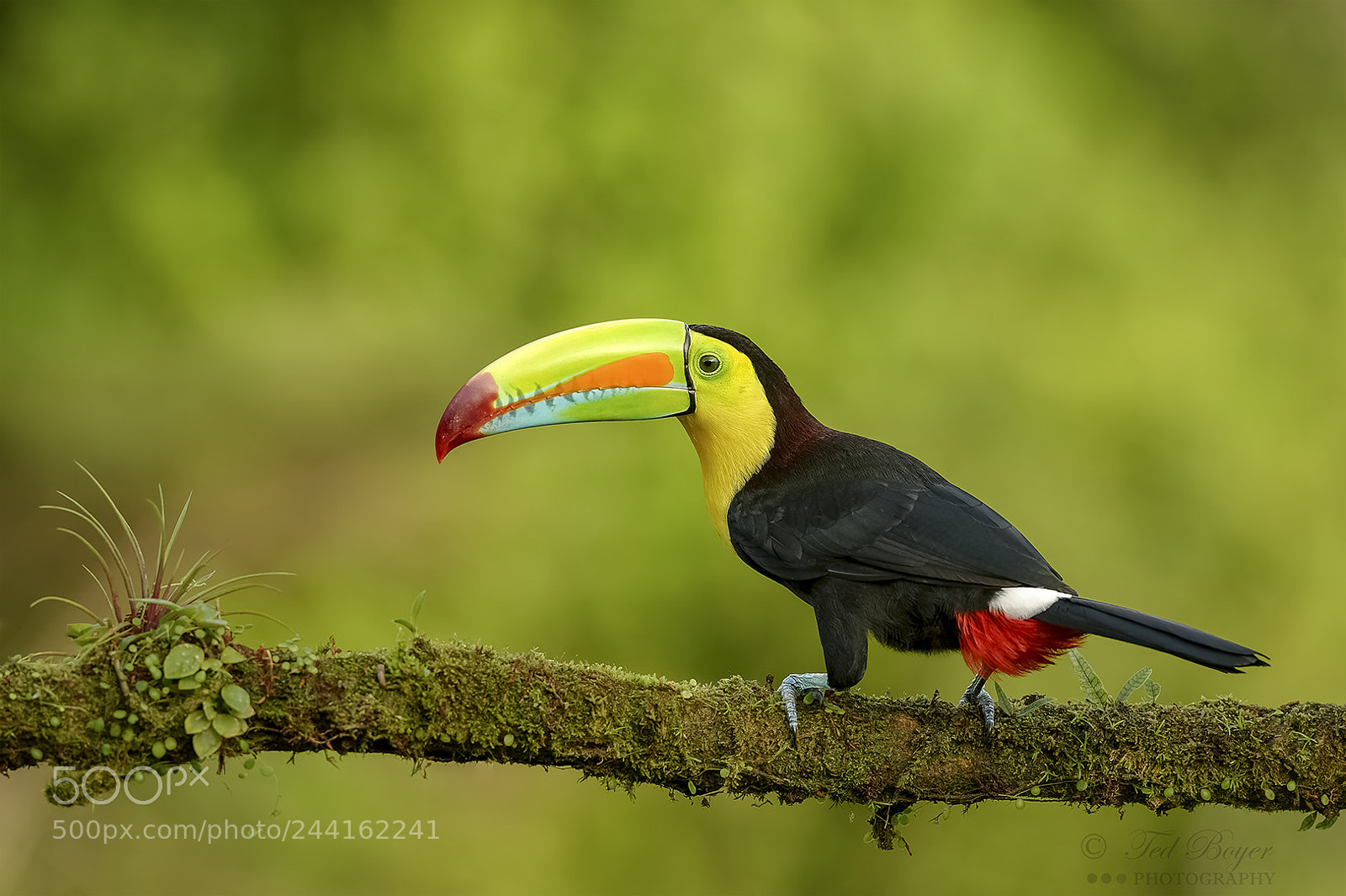 Nikon D4 sample photo. Cautious toucan photography