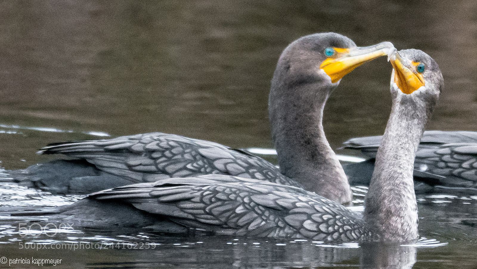 Nikon D7200 sample photo. Two cormorants photography
