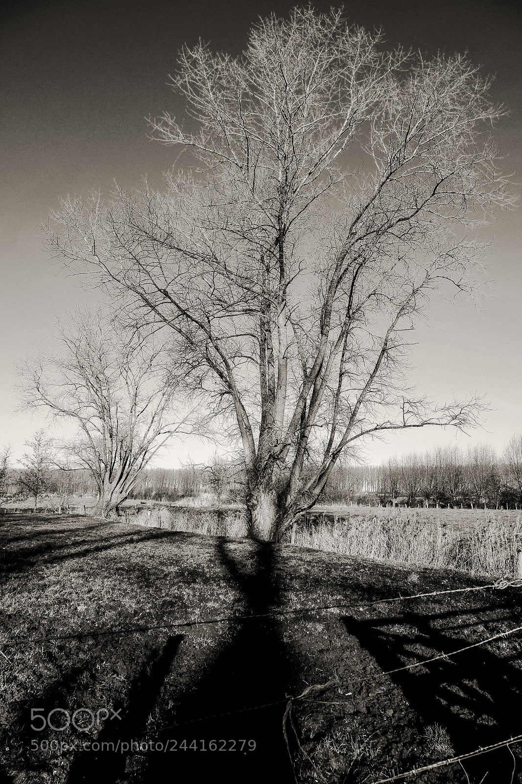 Fujifilm X-T1 sample photo. Tree’s shadow photography