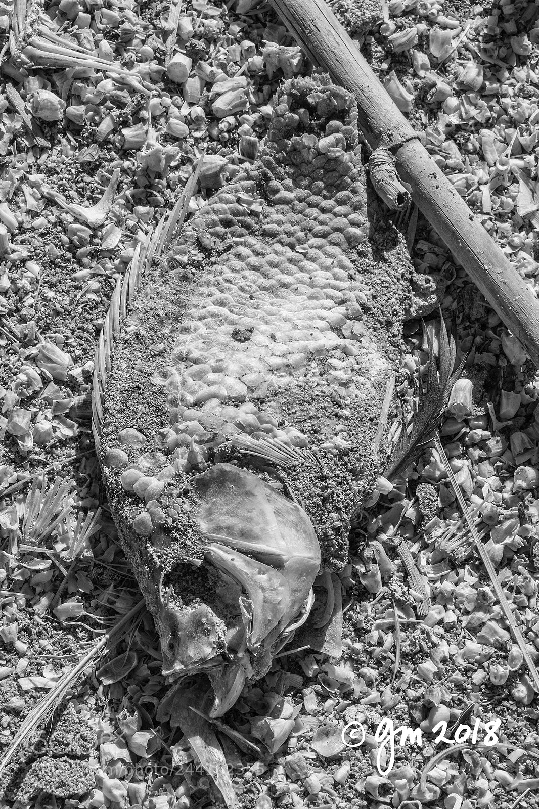 Nikon D7100 sample photo. Today's catch photography