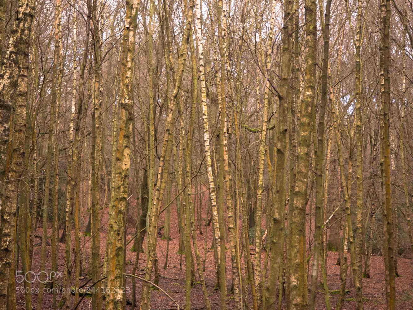 Olympus PEN E-PL8 sample photo. Epping forest photography