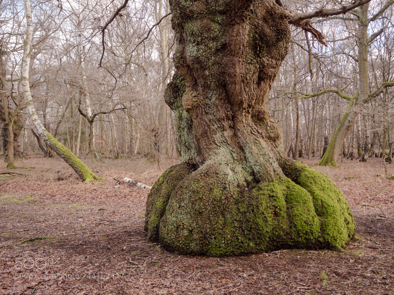 Olympus PEN E-PL8 sample photo. Epping forest photography