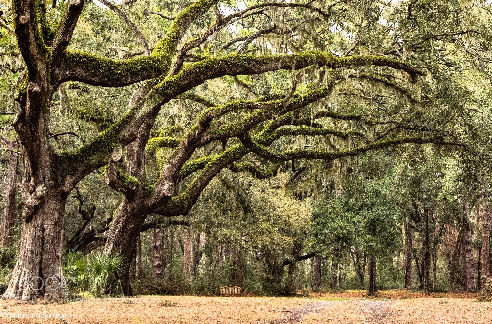 Nikon D7200 sample photo. Six oaks photography