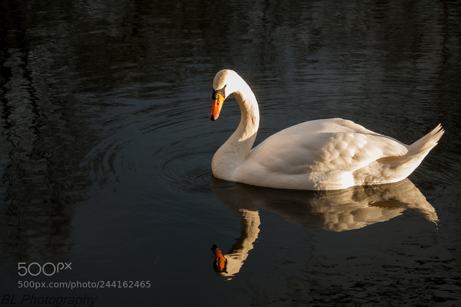 Canon EOS 400D (EOS Digital Rebel XTi / EOS Kiss Digital X) sample photo. Swan mirror photography