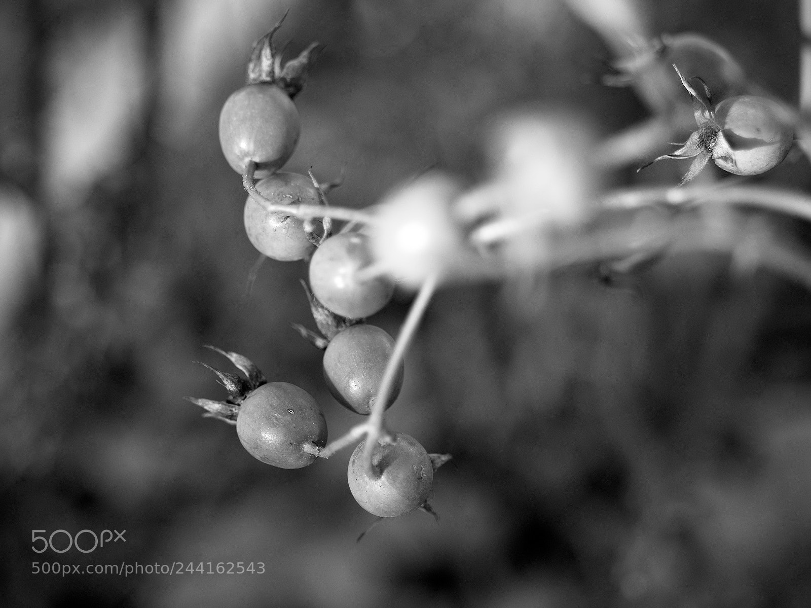 Panasonic Lumix DC-GH5 sample photo. Les jours s'en vont photography