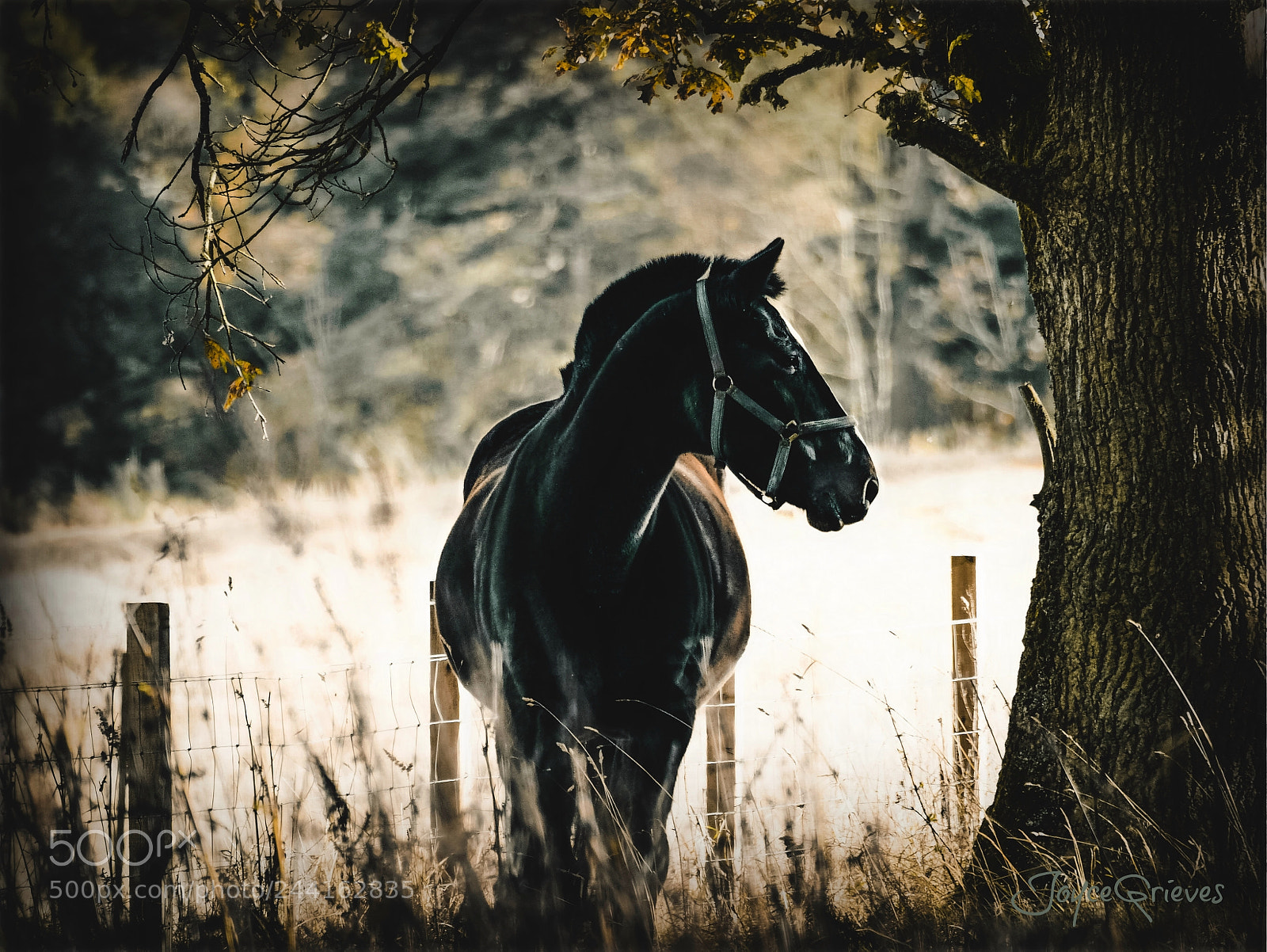Olympus OM-D E-M1 sample photo. Black knight photography