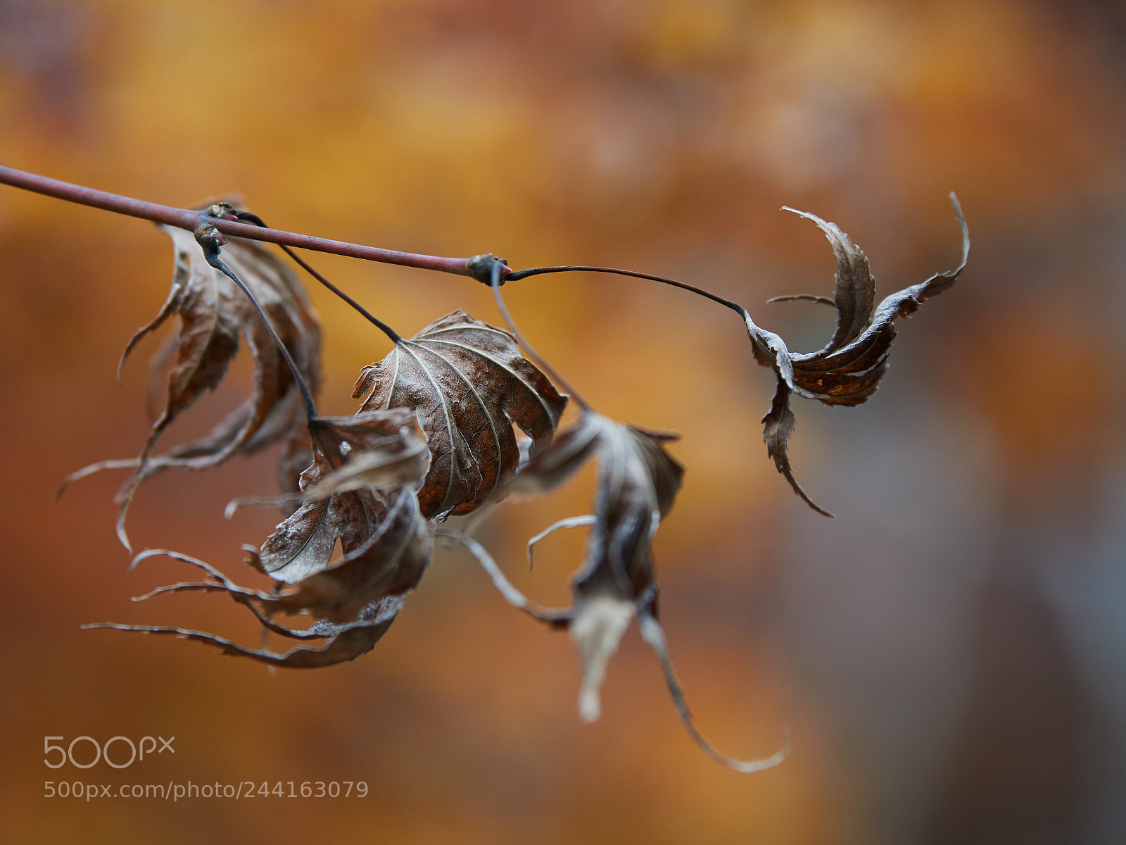 Olympus OM-D E-M5 II sample photo. Dry leaves photography