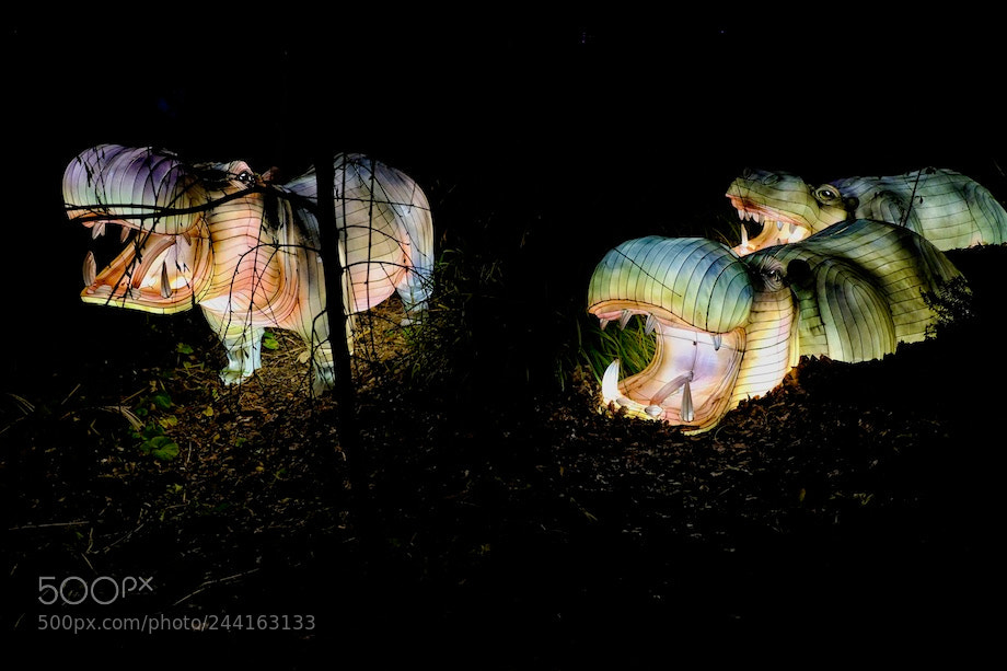 Fujifilm X-T2 sample photo. Hippos photography