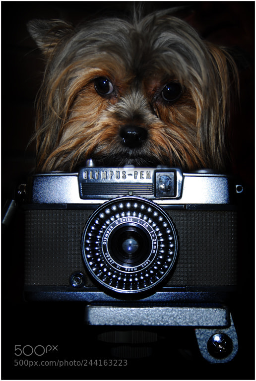 Nikon D200 sample photo. Phodographer photography