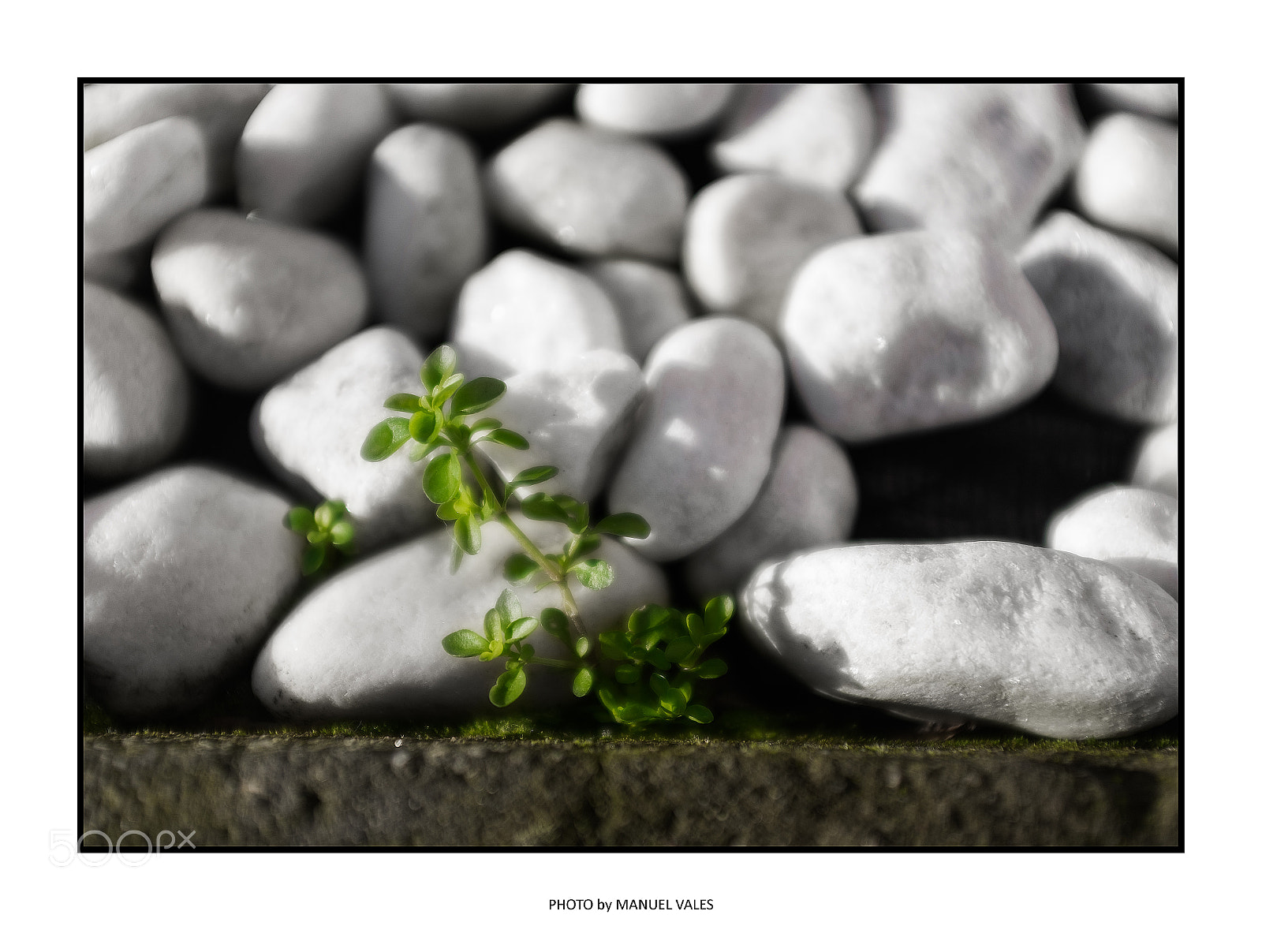 Fujifilm X100T sample photo. Private garden photography