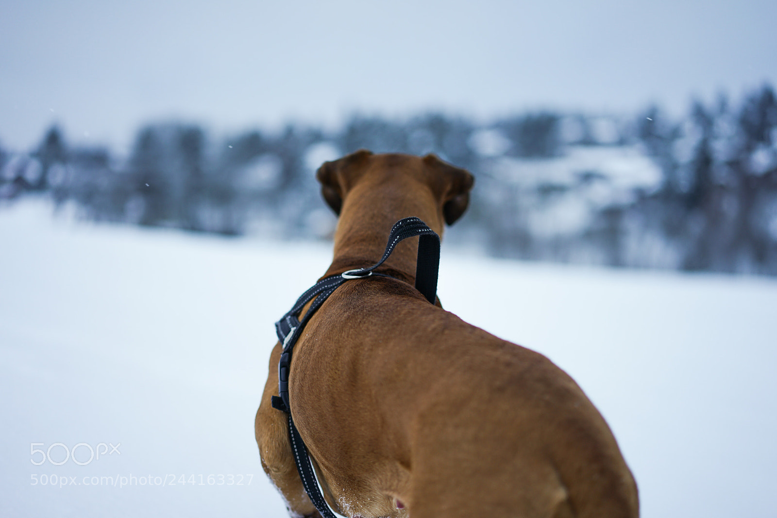 Sony a7 II sample photo. Scouting the horizon. photography