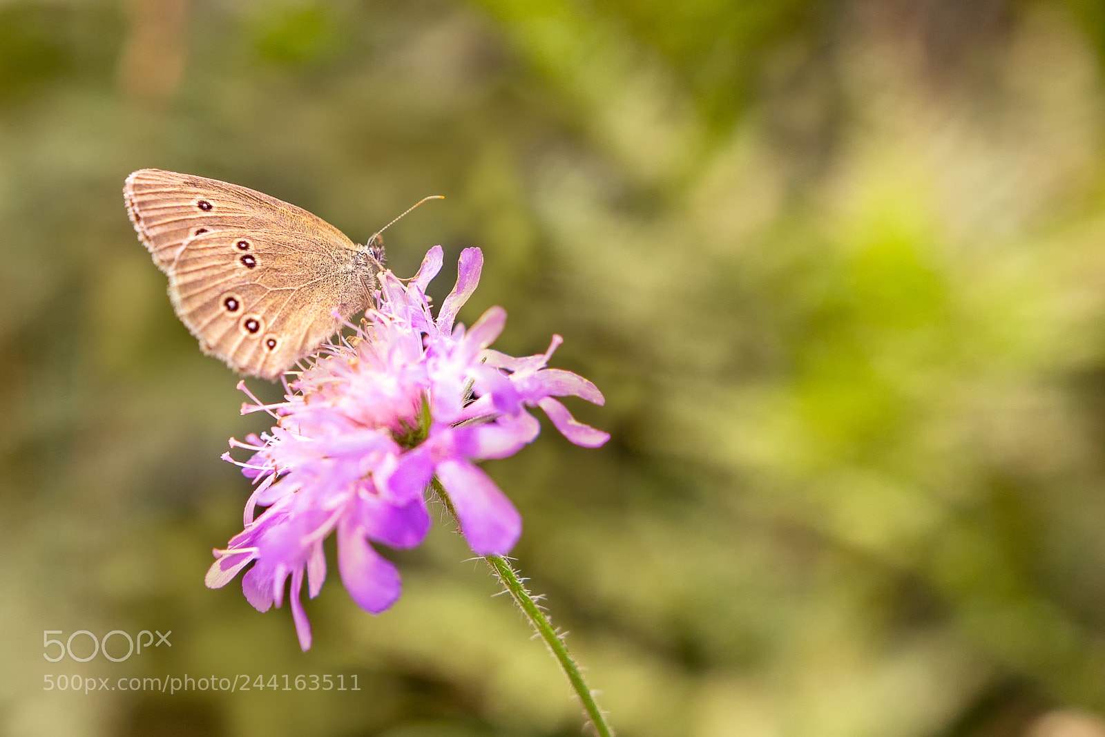 Canon EOS 60D sample photo. Butterfly photography