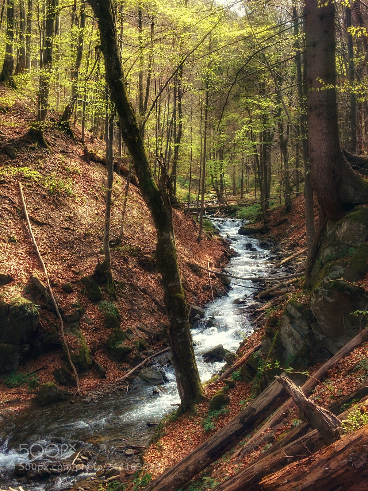 LG Nexus 5 sample photo. Shypot forest photography
